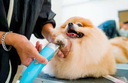 Foto de Groomer puliendo garras de un perro pomerano en el salón de aseo. - Imagen libre de derechos