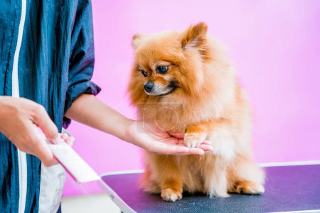 Téléchargez les photos : Groomer coupe Poméranie chien au salon de toilettage - en image libre de droit