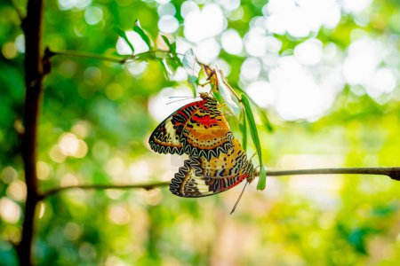 Foto de Imagen de una mariposa sobre la flor con fondo borroso - Imagen libre de derechos