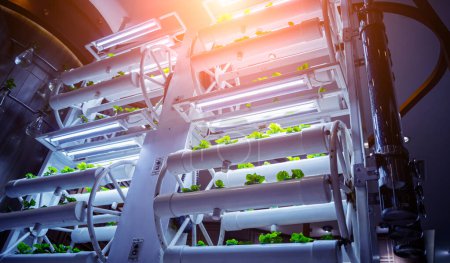 Photo for Racks with young microgreens in pots under led lamps in hydroponics vertical farms - Royalty Free Image