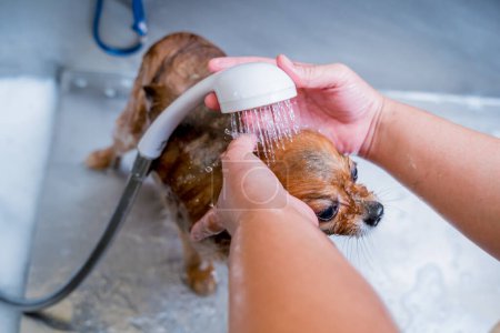 Foto de Peluquero lavando un perro Pomerania en el baño de salón de aseo. - Imagen libre de derechos