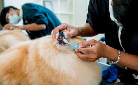 Téléchargez les photos : Groomer nettoie s Poméranie dents de chien au salon de toilettage - en image libre de droit