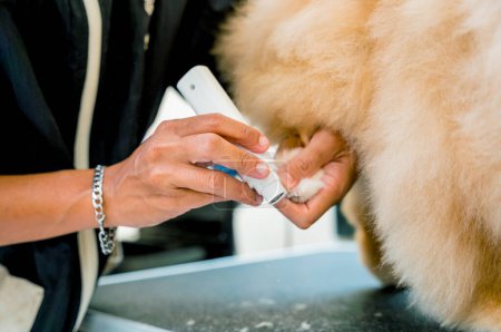 Téléchargez les photos : Groomer griffes de polissage un chien poméranien au salon de toilettage - en image libre de droit