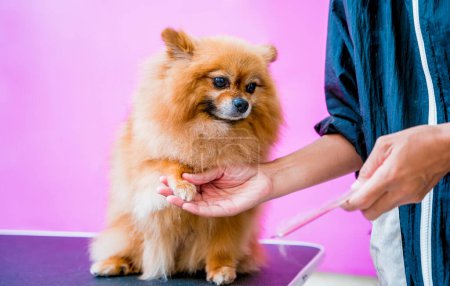 Photo for Groomer cutting Pomeranian dog at grooming salon - Royalty Free Image