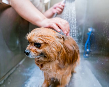 Foto de Peluquero lavando un perro Pomerania en el baño de salón de aseo. - Imagen libre de derechos