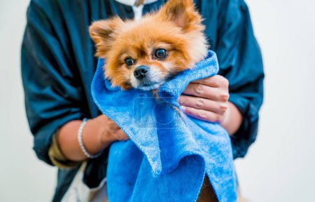 Foto de El peluquero limpia a un perro pomerano después de lavarse en el salón de aseo. - Imagen libre de derechos