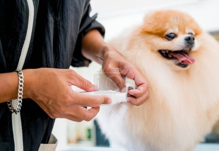 Photo for Groomer polishing claws a Pomeranian dog at grooming salon. - Royalty Free Image