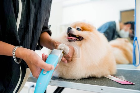 Téléchargez les photos : Groomer griffes de polissage un chien poméranien au salon de toilettage. - en image libre de droit