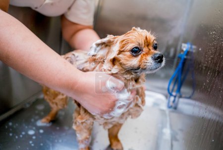 Pfleger wäscht Pommerschen Hund im Bad des Pflegesalons.