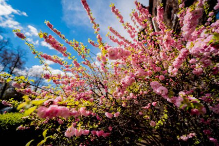 Téléchargez les photos : Le grand buisson de fleurs roses hortensia fleurissant dans le jardin. - en image libre de droit
