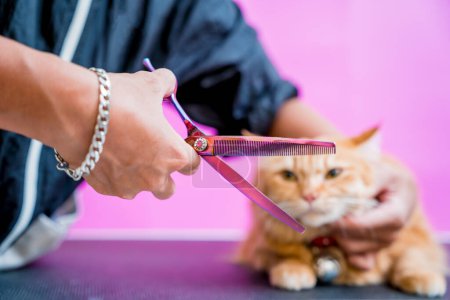 Photo for Groomer cutting a beautiful red cat at grooming salon - Royalty Free Image