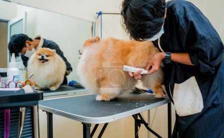 Téléchargez les photos : Groomer griffes de polissage un chien poméranien au salon de toilettage - en image libre de droit