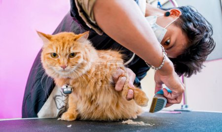 Téléchargez les photos : Groomer coupe un beau chat rouge au salon de toilettage - en image libre de droit