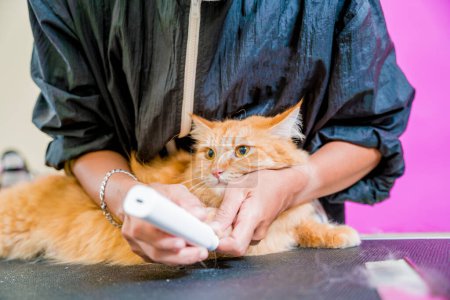 Photo for Groomer polishing claws a beautiful red cat at grooming salon. - Royalty Free Image