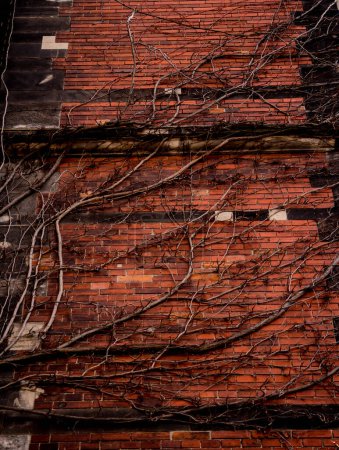 Foto de Arbustos de hiedra silvestre trepando por la antigua fachada del edificio europeo. - Imagen libre de derechos