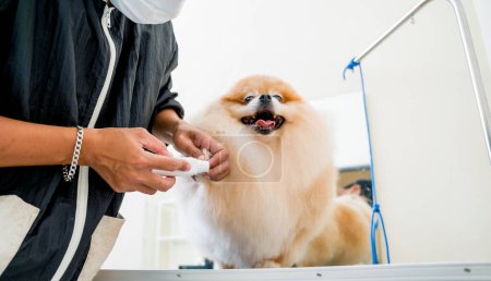 Téléchargez les photos : Groomer griffes de polissage un chien poméranien au salon de toilettage. - en image libre de droit