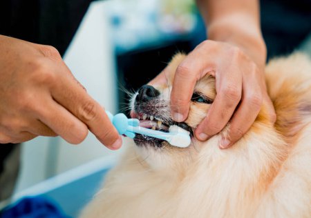 Foto de Groomer limpia los dientes de perro Pomeranian s en el salón de aseo - Imagen libre de derechos