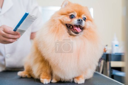 Photo for Groomer with protective face masks cutting Pomeranian dog at grooming salon - Royalty Free Image