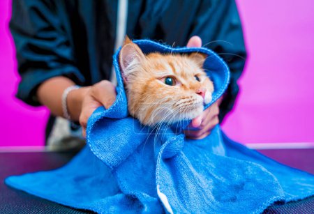 Téléchargez les photos : Groomer essuie un beau chat rouge après le lavage au salon de toilettage. - en image libre de droit
