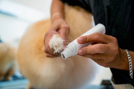 Photo for Groomer polishing claws a Pomeranian dog at grooming salon. - Royalty Free Image