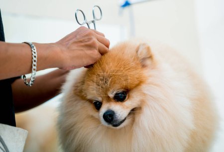 Photo for Groomer cleans s Pomeranian dog ears at grooming salon - Royalty Free Image