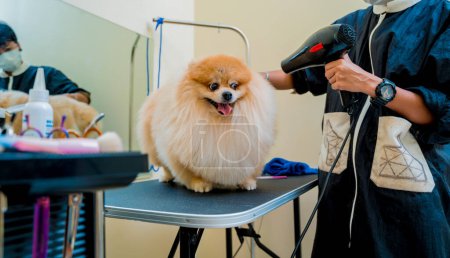 Photo for Groomer with protective face mask cutting Pomeranian dog at grooming salon - Royalty Free Image