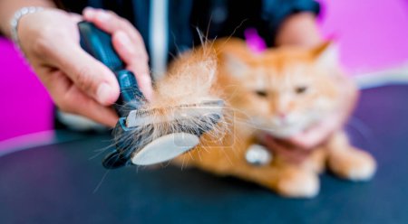 Téléchargez les photos : Groomer coupe un beau chat rouge au salon de toilettage - en image libre de droit