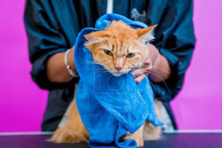 Téléchargez les photos : Groomer essuie un beau chat rouge après le lavage au salon de toilettage. - en image libre de droit