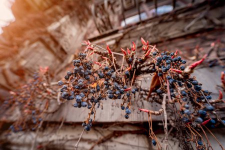 Téléchargez les photos : Arbustes de lierre sauvage grimpant sur la façade du vieux bâtiment européen. - en image libre de droit