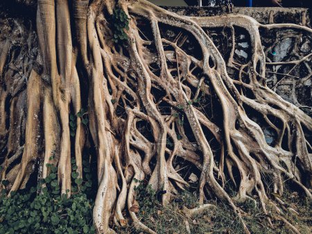Foto de Las raíces del árbol de Banyan aparecieron en el suelo - Imagen libre de derechos