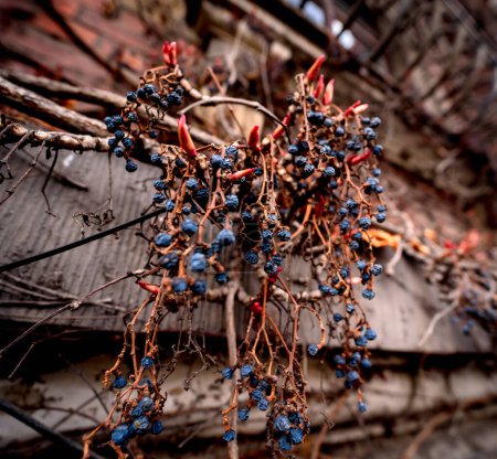 Foto de Arbustos de hiedra silvestre trepando por la antigua fachada del edificio europeo. - Imagen libre de derechos