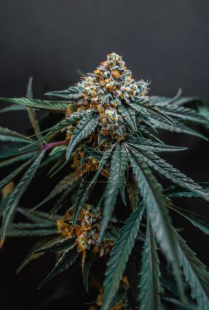 Téléchargez les photos : Beau gros bourgeon de cannabis sur fond gris foncé. - en image libre de droit