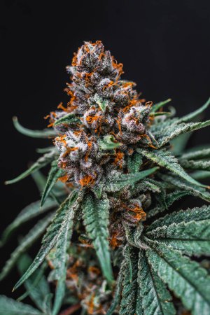 Photo for Beautiful cannabis big bud on the dark grey background. - Royalty Free Image