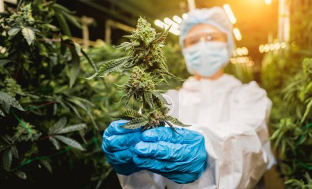 Photo for Female researcher examine cannabis leaves and buds in a greenhouse - Royalty Free Image
