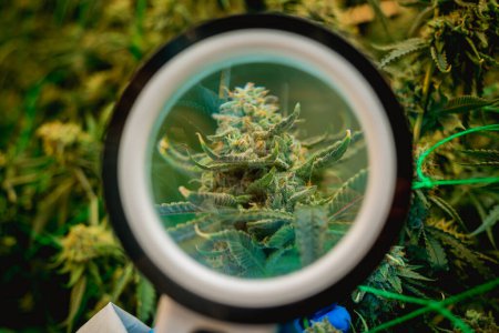 Téléchargez les photos : Une chercheuse examine les feuilles et les bourgeons de cannabis dans une serre - en image libre de droit