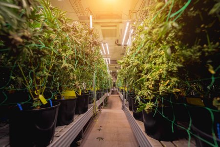 Plantes de cannabis premium dans une serre prête pour la récolte