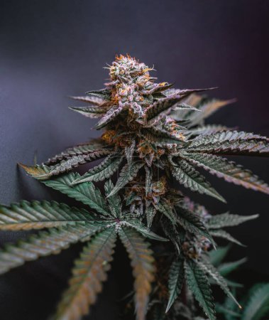 Foto de Hermoso gran brote de cannabis en el fondo gris oscuro. - Imagen libre de derechos