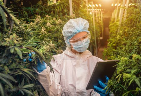 Téléchargez les photos : Une chercheuse examine les feuilles et les bourgeons de cannabis dans une serre entre des données dans un comprimé - en image libre de droit