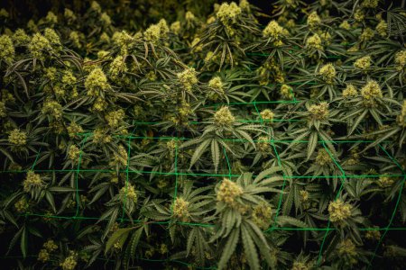 Foto de Plantas de cannabis premium en un invernadero listo para la cosecha - Imagen libre de derechos