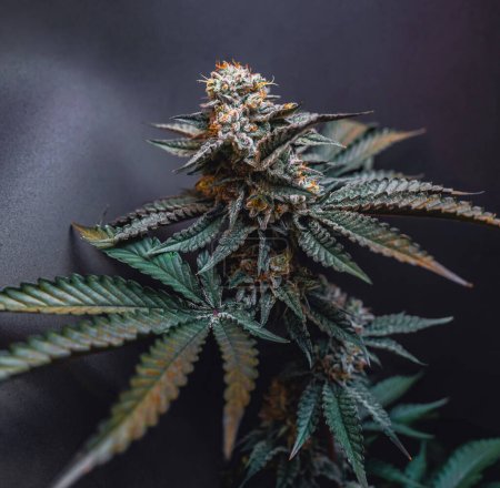 Foto de Hermoso gran brote de cannabis en el fondo gris oscuro. - Imagen libre de derechos