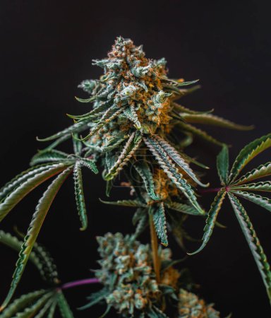 Photo for Beautiful cannabis big bud on the dark grey background. - Royalty Free Image