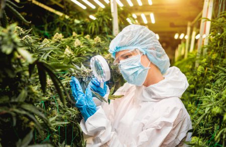 Foto de Investigadora femenina examina hojas y brotes de cannabis en un invernadero - Imagen libre de derechos