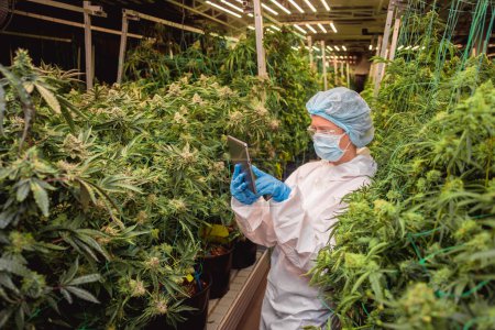 Photo for Female researcher examine cannabis leaves and buds in a greenhouse enters data into a tablet - Royalty Free Image
