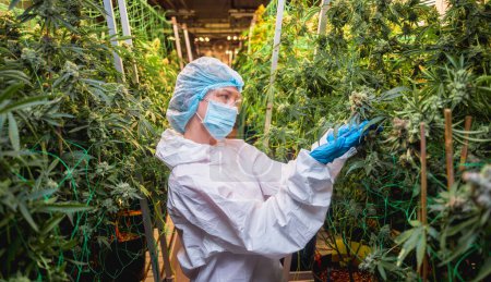 Téléchargez les photos : Une chercheuse examine les feuilles et les bourgeons de cannabis dans une serre - en image libre de droit