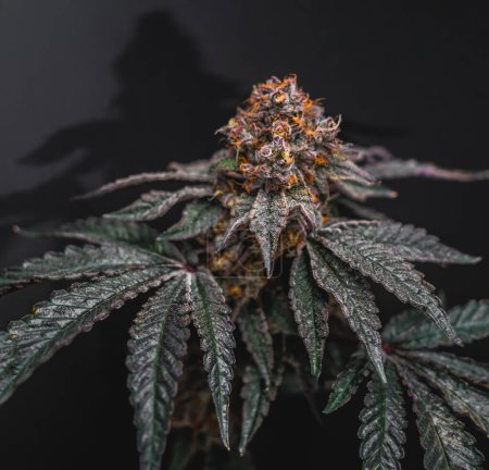 Schöne Cannabis-Knospe auf dunkelgrauem Hintergrund.