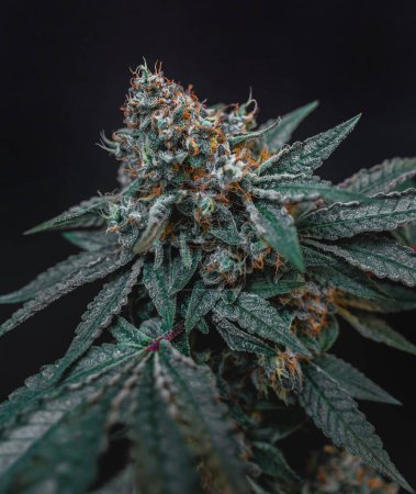Téléchargez les photos : Beau gros bourgeon de cannabis sur fond gris foncé. - en image libre de droit