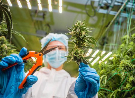 Foto de Investigadora que corta hojas y cogollos de cannabis en un invernadero. - Imagen libre de derechos