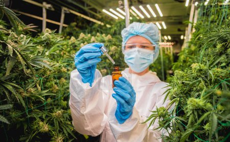Téléchargez les photos : Une chercheuse examine l'huile de cannabis dans une serre - en image libre de droit