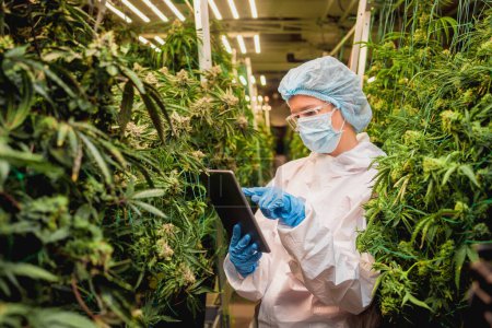 Téléchargez les photos : Une chercheuse examine les feuilles et les bourgeons de cannabis dans une serre entre des données dans un comprimé - en image libre de droit