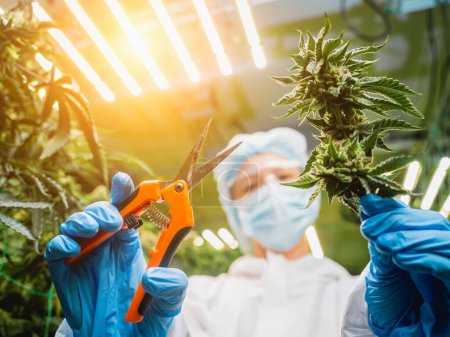 Photo for Female researcher cutting cannabis leaves and buds in a greenhouse. - Royalty Free Image